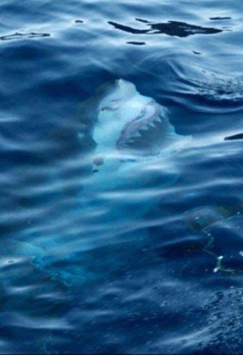 Shark!?